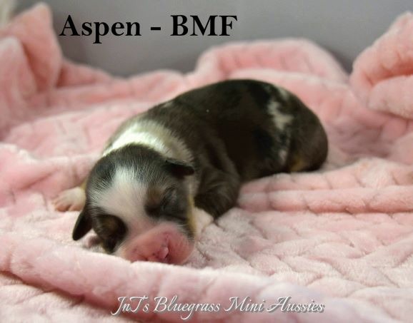 Aspen-WM3-3