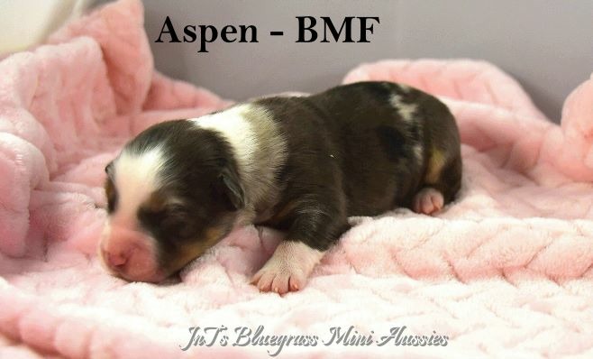 Aspen-WM4-4