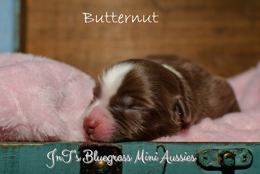Butternut1