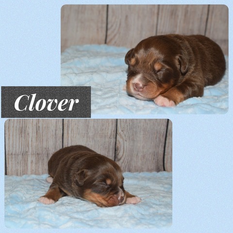 Clover - 1 week old