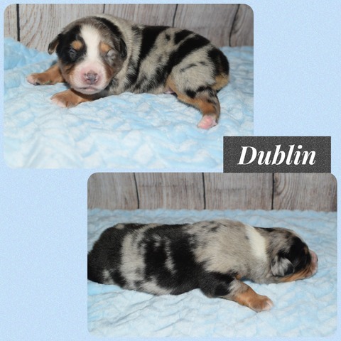 Dublin - 1 week old