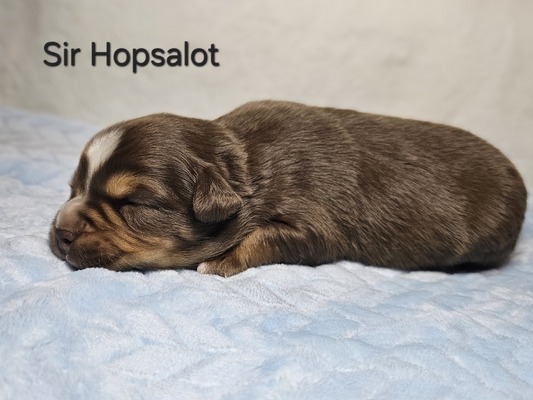 Sir Hopsalot