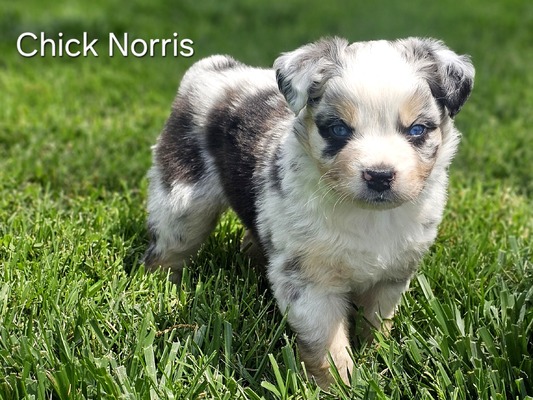Chick Norris