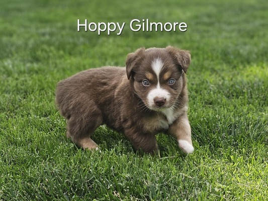 Hoppy Gilmore