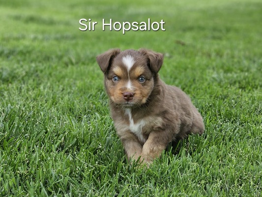 Sir Hopsalot