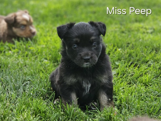 Miss Peep