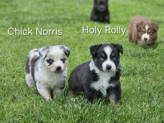 Holy Rolly