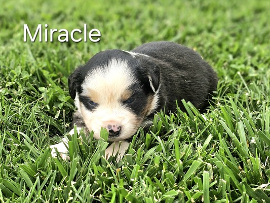 Miracle