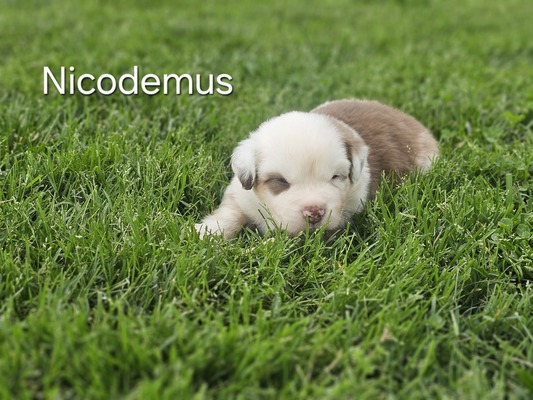 Nicodemus