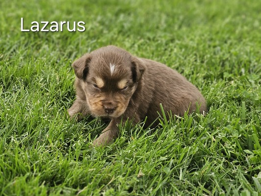 Lazarus