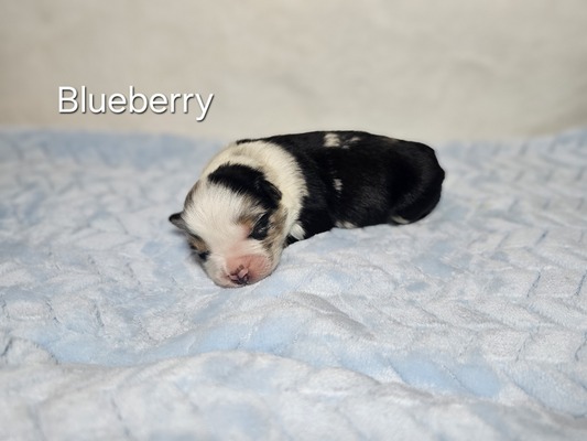 Blueberry