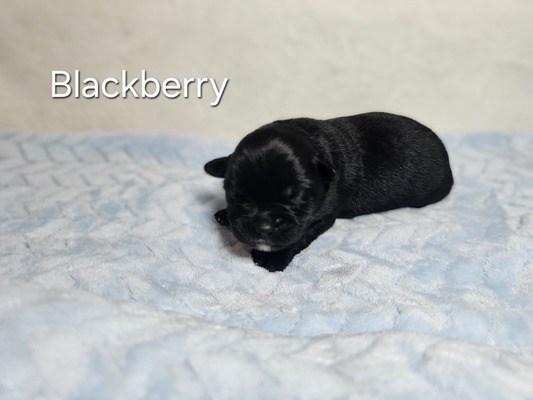 Blackberry