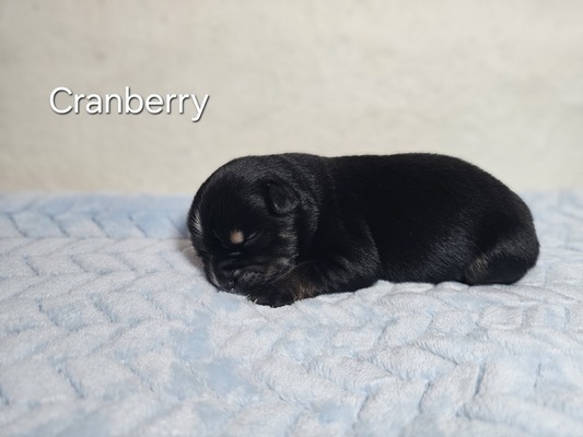 Cranberry