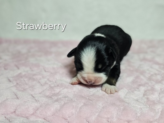 Strawberry