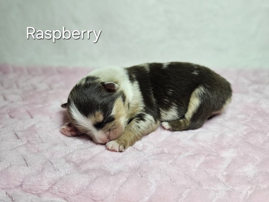 Raspberry