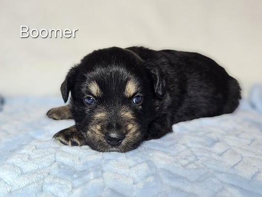 Boomer
