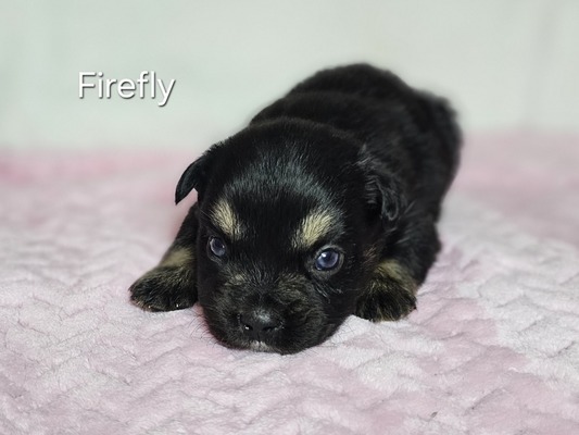 Firefly