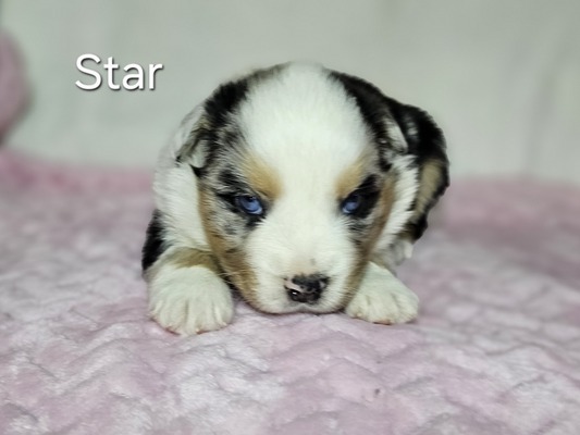 Star