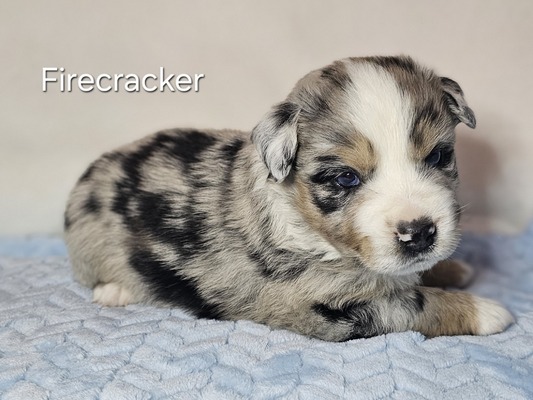 Firecracker
