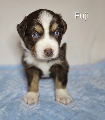 Fuji