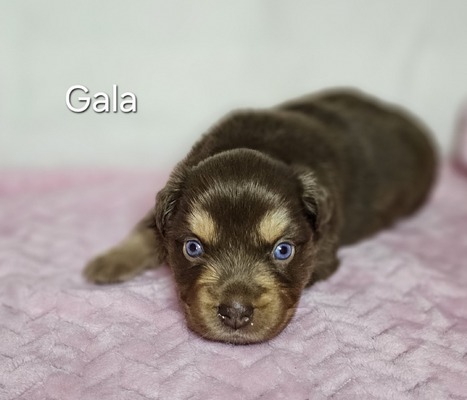 Gala