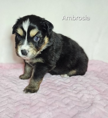 Ambrosia
