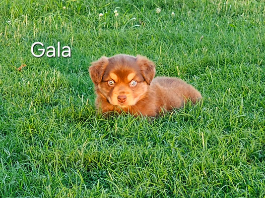 Gala