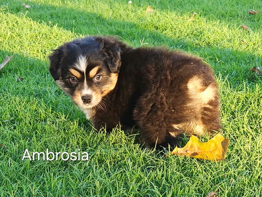 Ambrosia