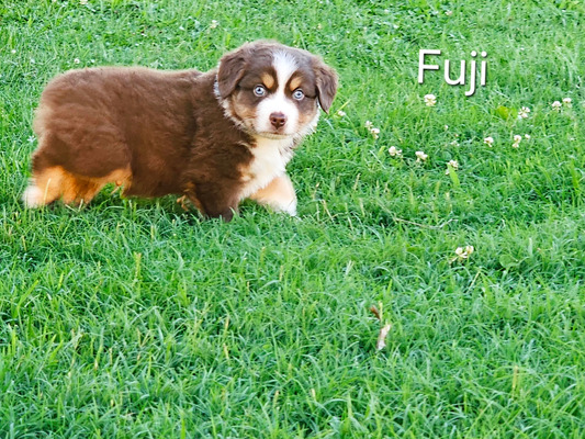 Fuji