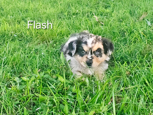 Flash