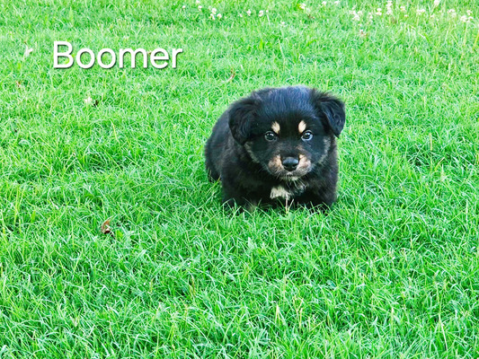 Boomer