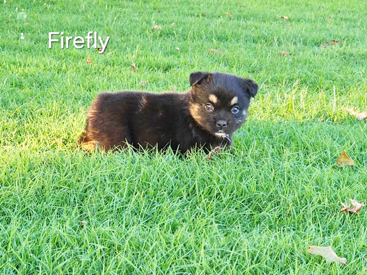 Firefly