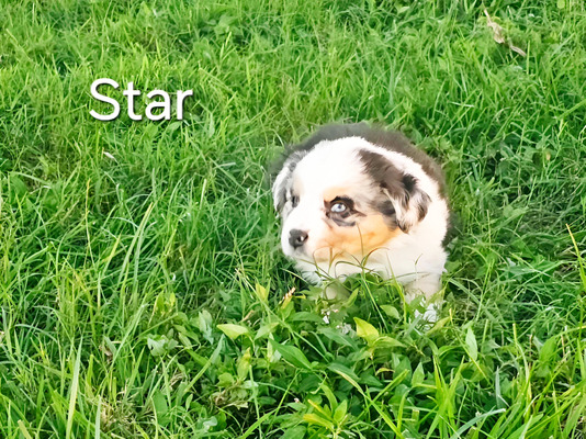 Star