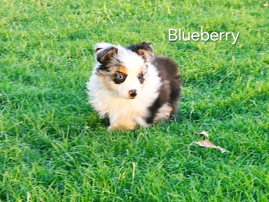 Blueberry