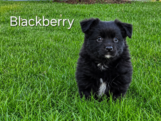 Blackberry