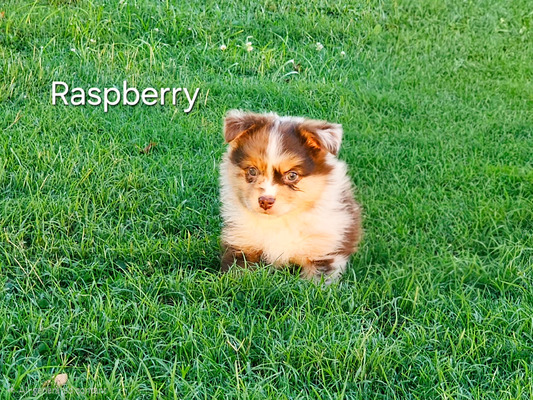 Raspberry