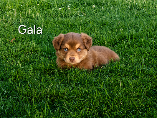 Gala