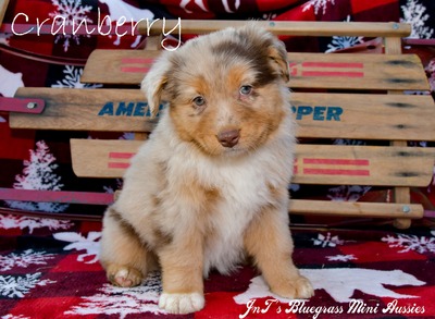 Red Merle Female (Cranberry)