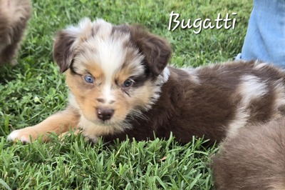 Bugatti