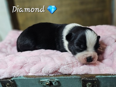 Diamond