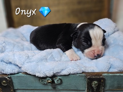 Onyx