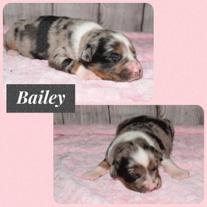 Bailey - 1 week old