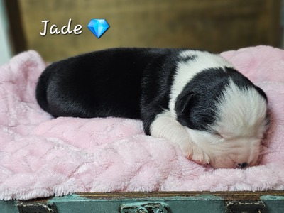 Jade