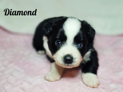 Diamond