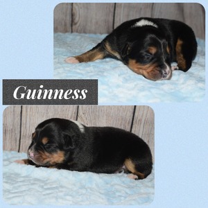 Guinness - 1 week old