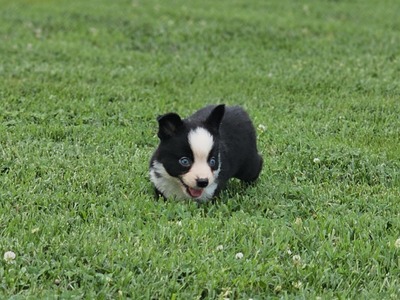 Onyx