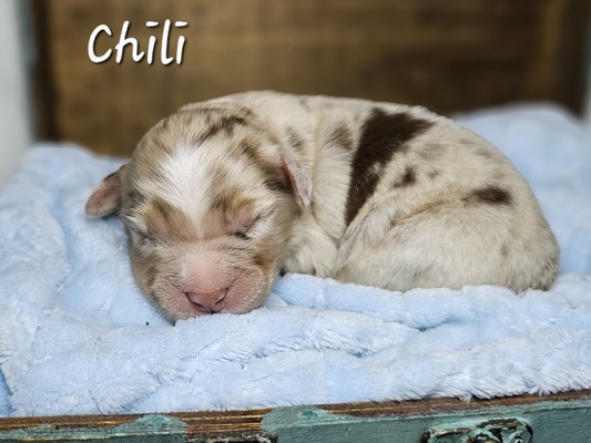 Chili