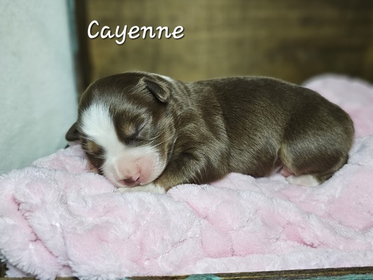 Cayenne