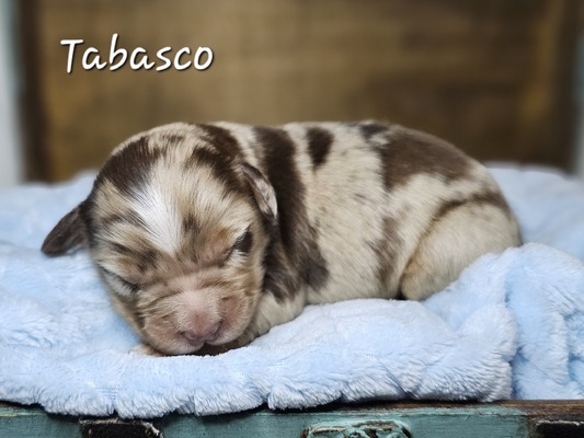 Tabasco