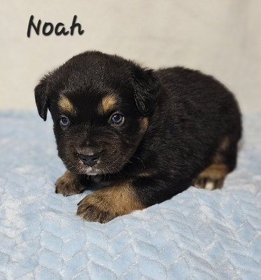 Noah